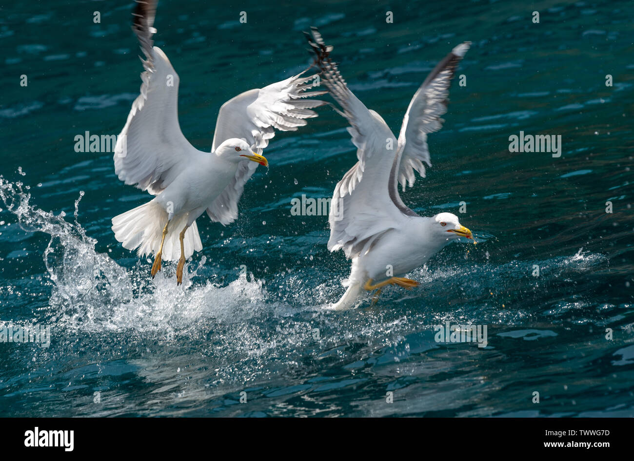 Gabbiani vola sopra il mare e la caccia di pesce Foto Stock