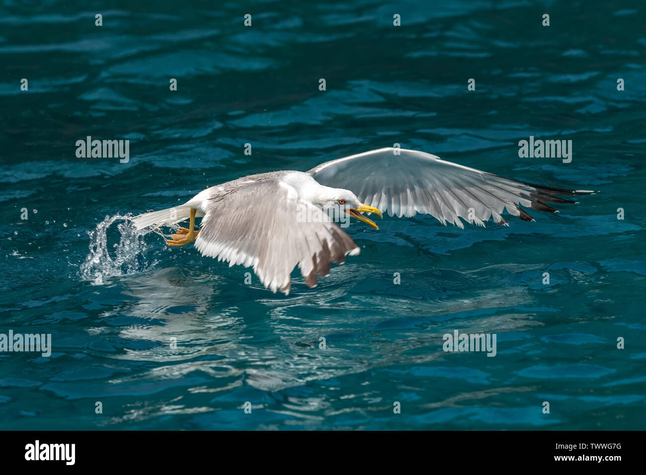 Gabbiani vola sopra il mare e la caccia di pesce Foto Stock