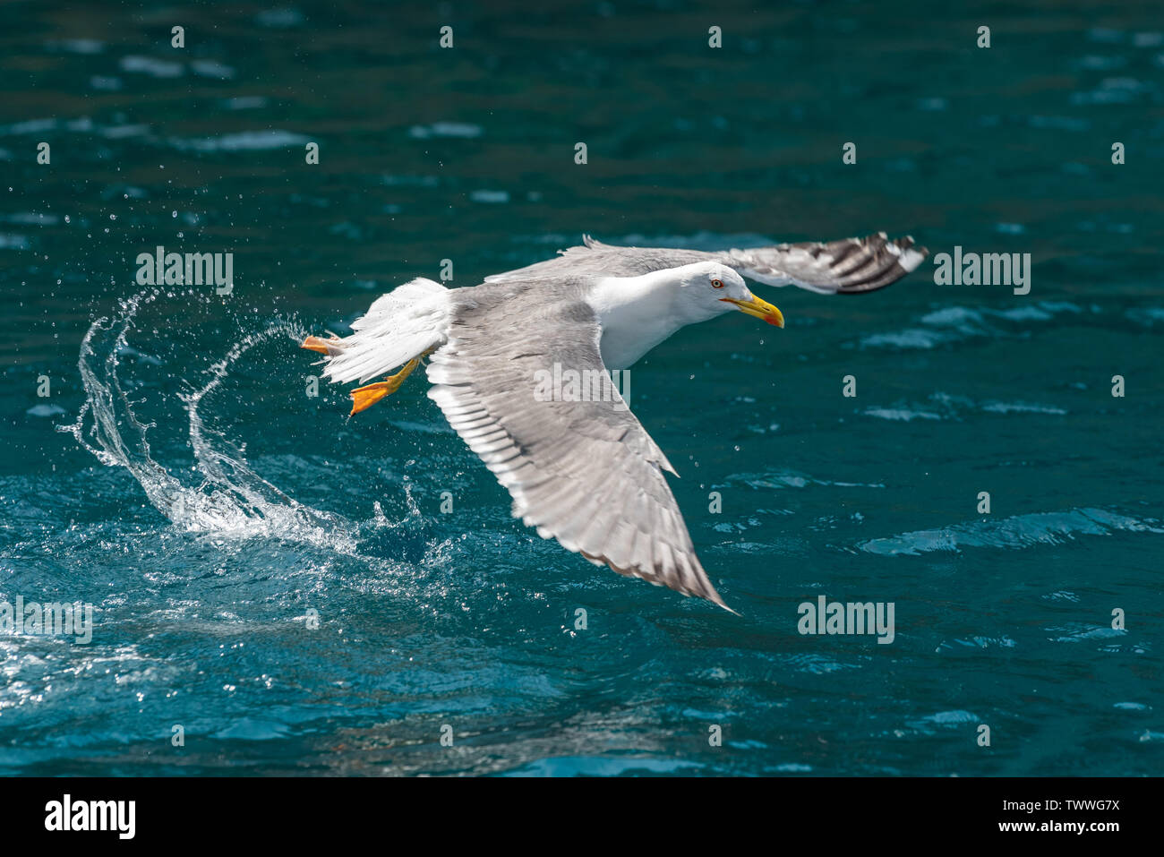 Gabbiani vola sopra il mare e la caccia di pesce Foto Stock
