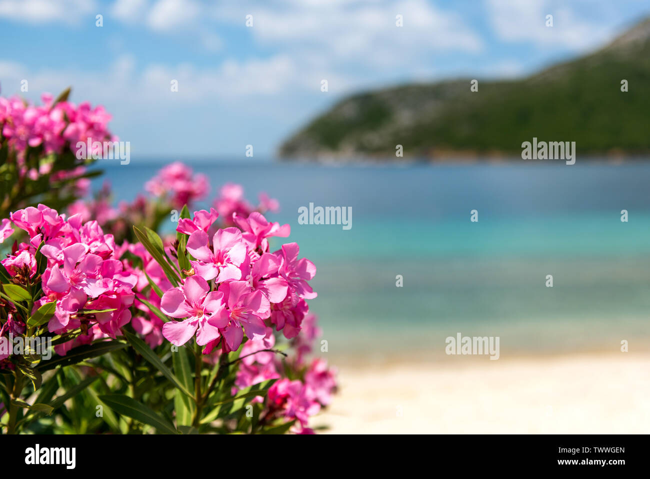 Fiori di colore rosa di oleandri vicino al mare sullo sfondo Foto Stock