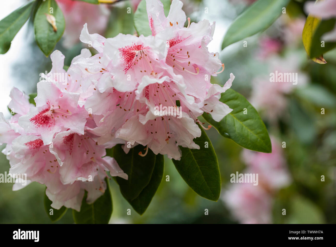 Primo piano la fioritura della signora R W Wallace Rhododendron a Westonbirt, National Arboretum, Regno Unito Foto Stock