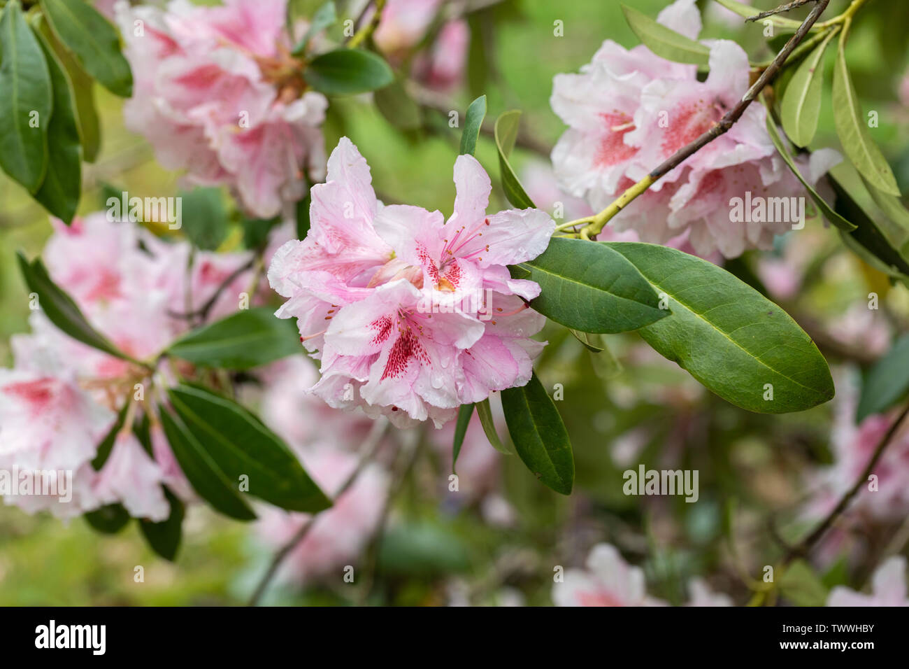 Primo piano la fioritura della signora R W Wallace Rhododendron a Westonbirt, National Arboretum, Regno Unito Foto Stock