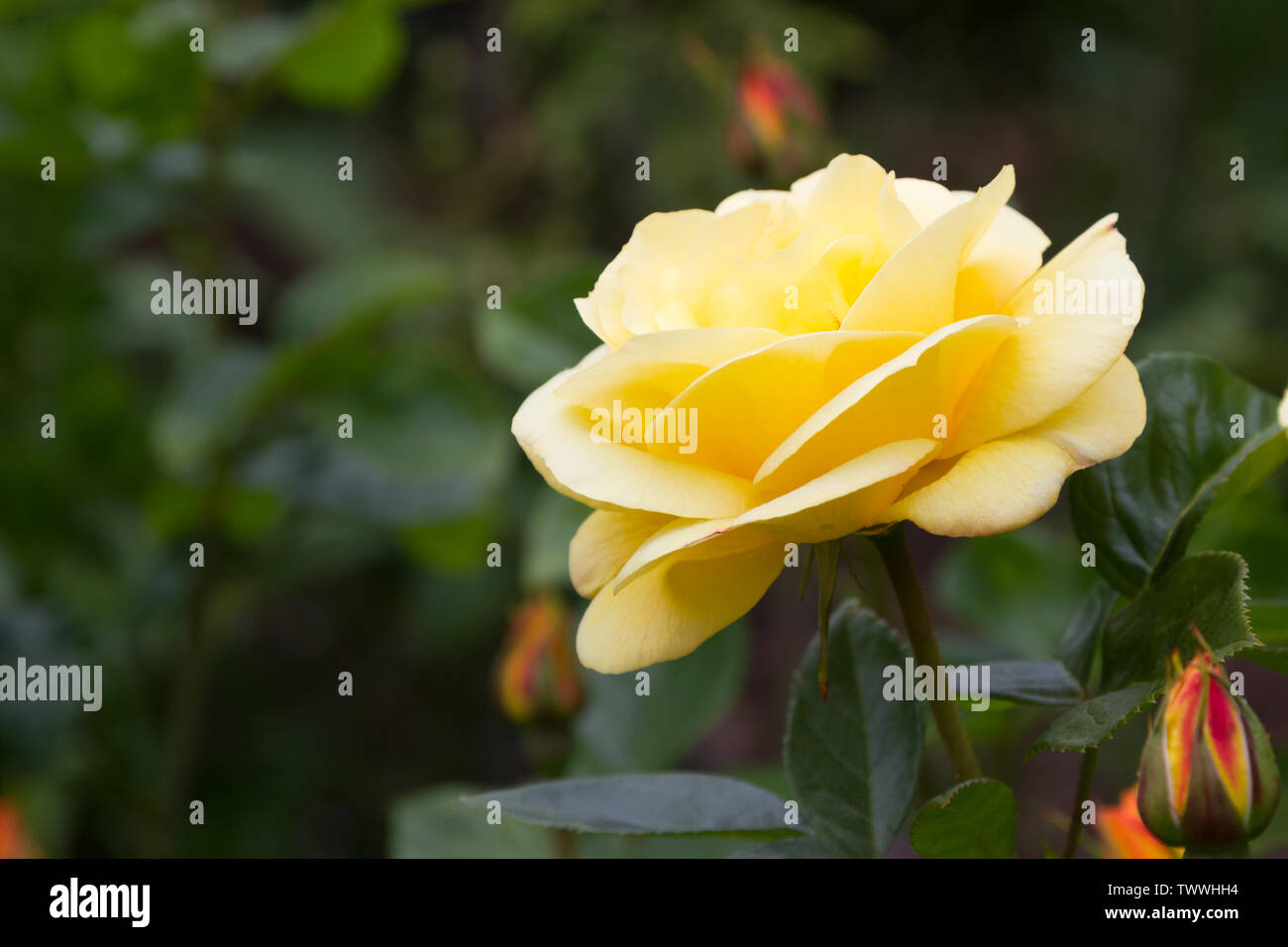 Rosa gialla Foto Stock