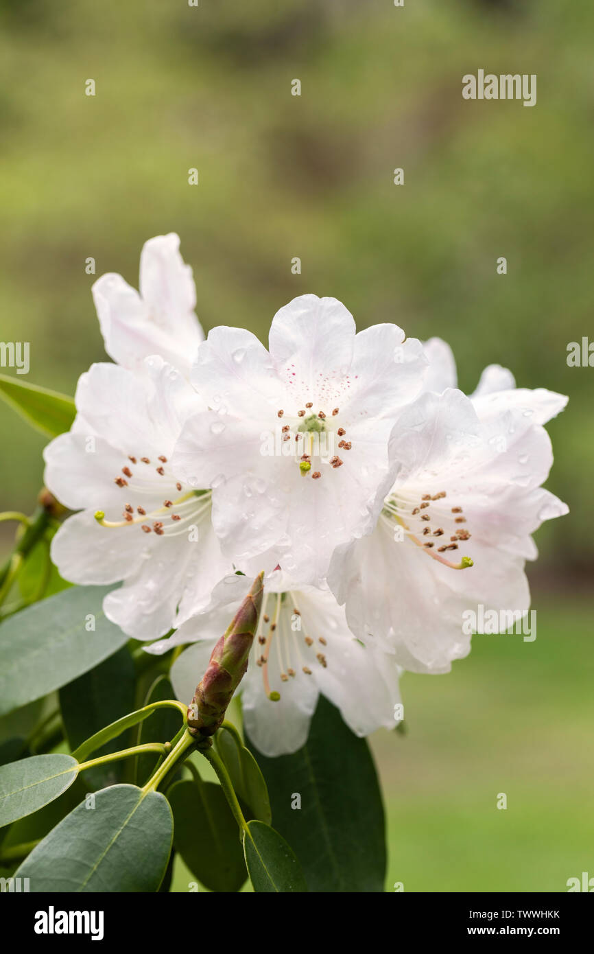Primo piano di bianco Rododendro decorum fiorisce nel mese di maggio Nel Regno Unito Foto Stock