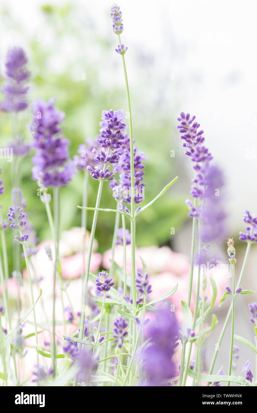 Soft lilla fiori di lavanda picchi. Focalizzato con profondità di  nitidezza. Macro/close-up Foto stock - Alamy