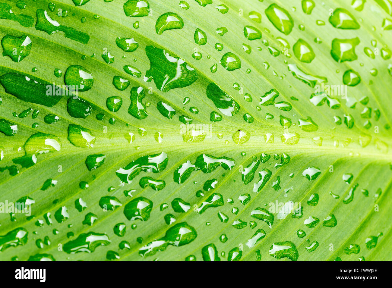 Macro/close-up di gocce di acqua su una nuova foglia verde dopo la pioggia. Foto Stock