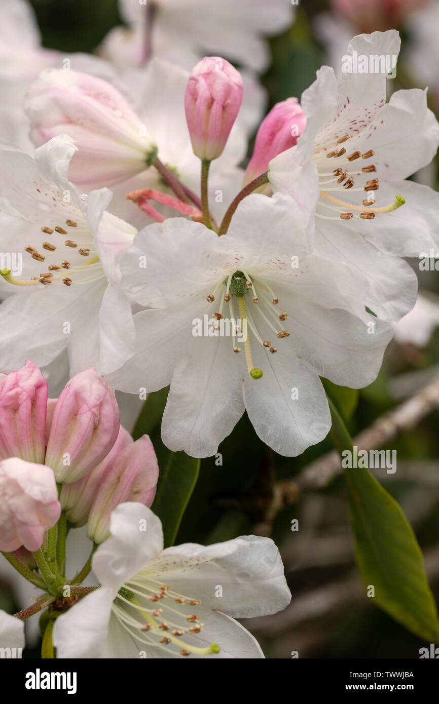 Primo piano di bianco Rododendro decorum fiorisce nel mese di maggio Nel Regno Unito Foto Stock