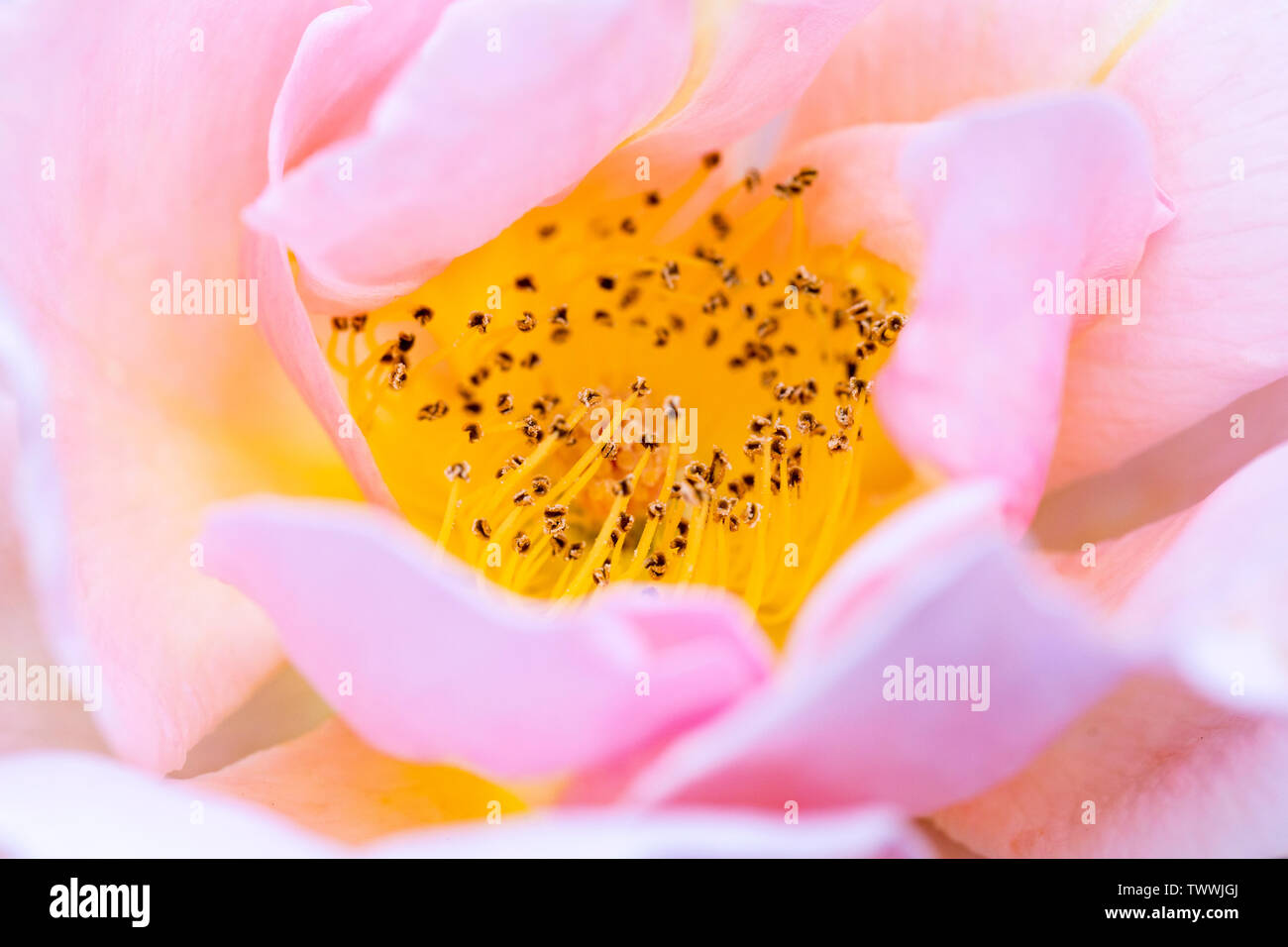 Macro/close-up di freschi soft rosa rosa in primavera, appena aperto. Foto Stock