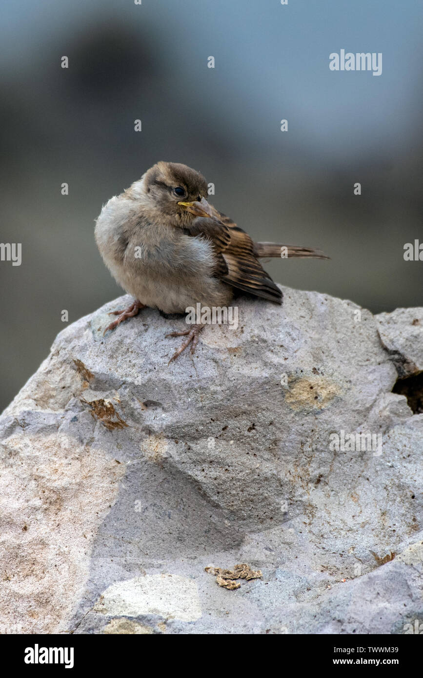 I piccoli bambini finch poggiante sulla roccia sulla spiaggia mentre foraggio per il pasto mattutino. Foto Stock