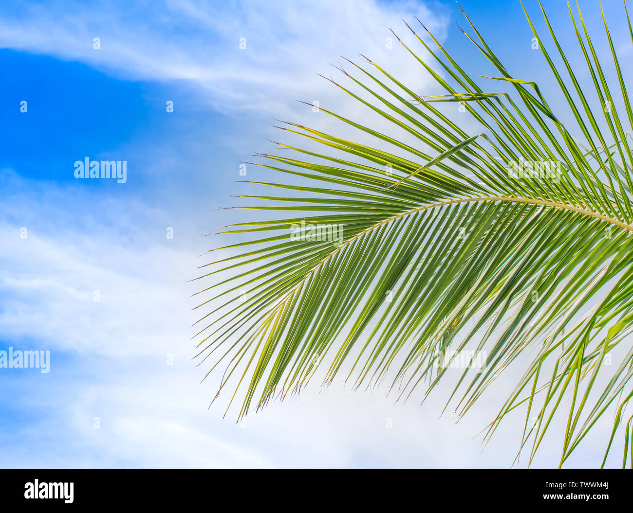 Di foglie di palma contro il cielo blu. Estate sfondo. Foto Stock