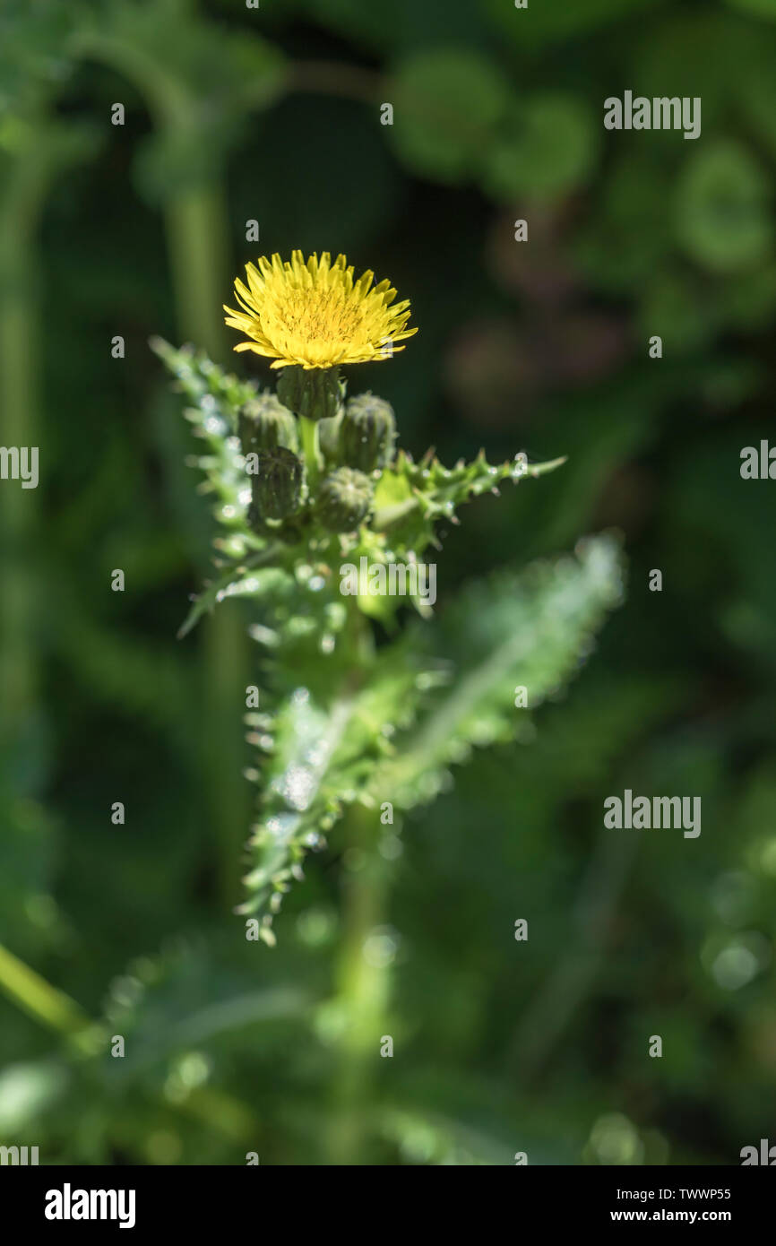 Fiori gialli, boccioli di fiori di fico d'India Sow-thistle / Sonchus asper crescente nella ombrosa siepe. Foto Stock