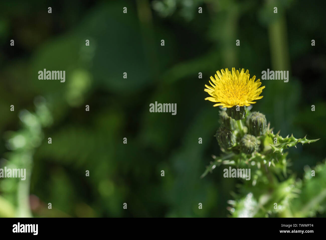Fiori gialli, boccioli di fiori di fico d'India Sow-thistle / Sonchus asper crescente nella ombrosa siepe. Foto Stock