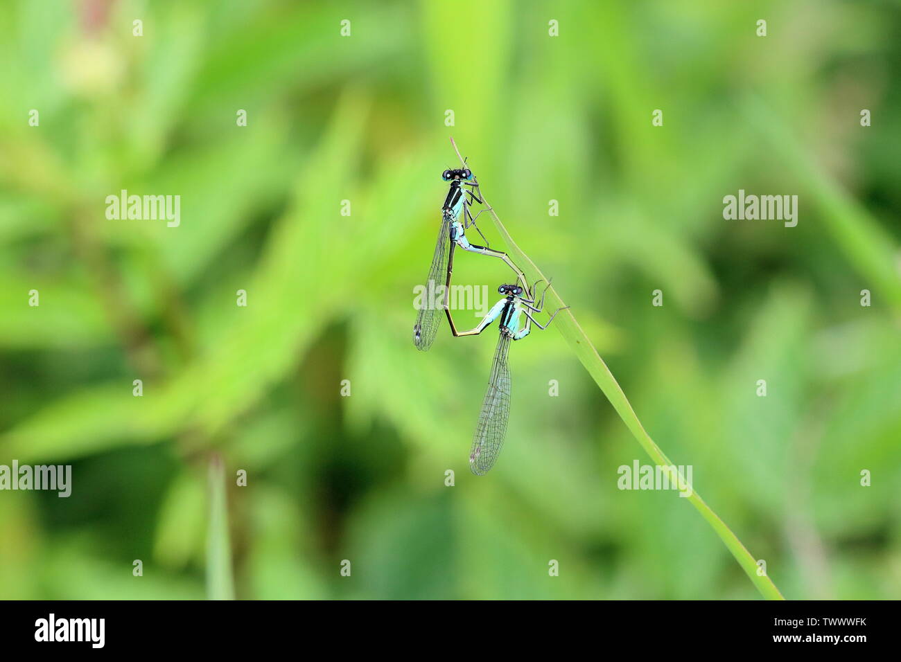 Una coppia di blu di accoppiamento tailed damselflies uniti nella posizione ruota Foto Stock