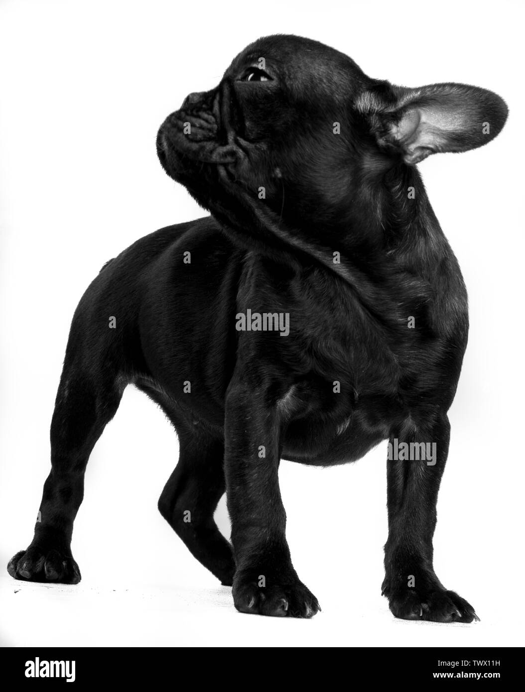 Ritratto di bulldog francese, un francese, adorabile pug dog isolati su sfondo bianco Foto Stock