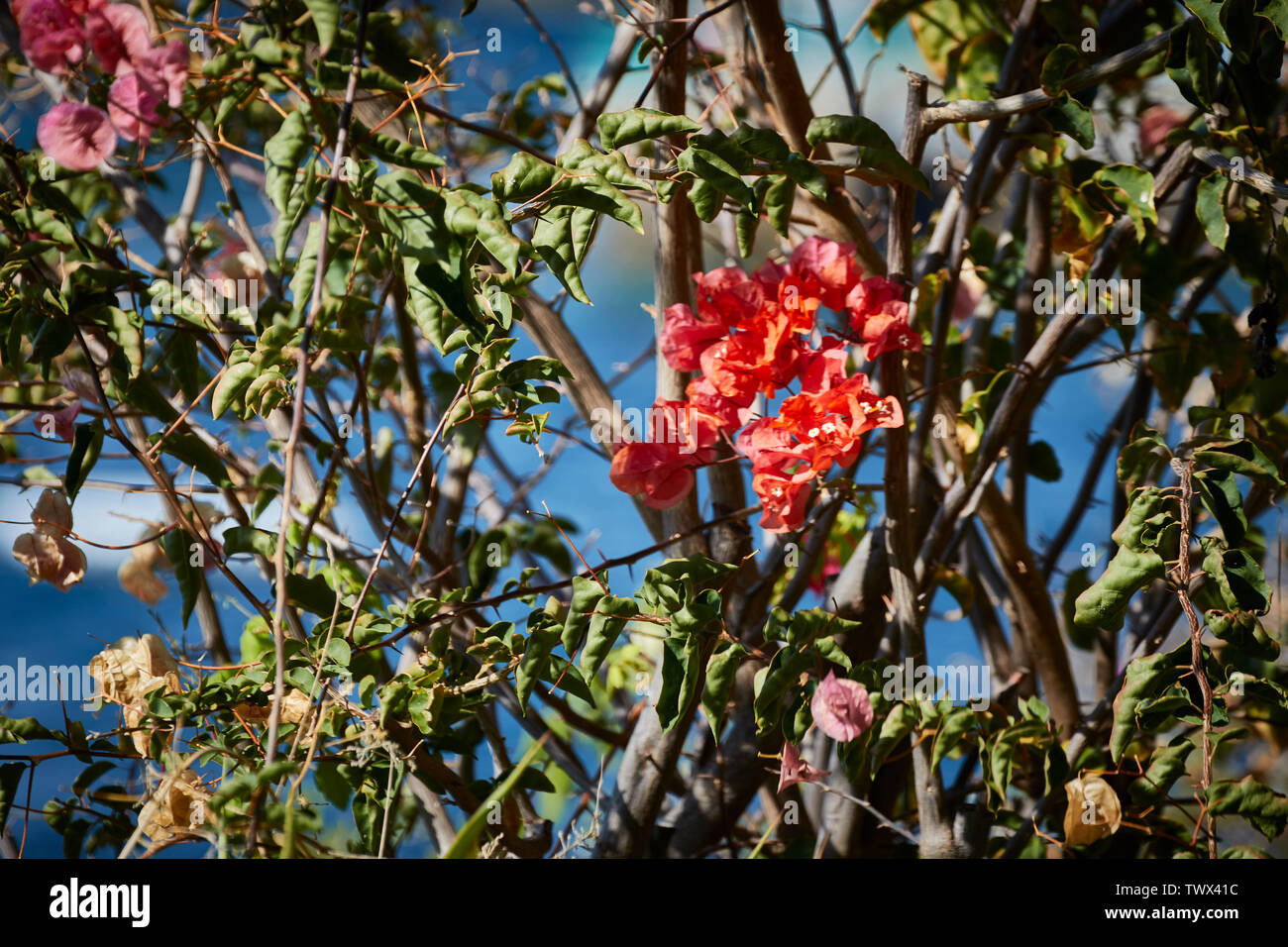 Bouganvillea (fiori di Bouganville) contro un polarizzato cielo blu a Funchal, Madeira, Portogallo UE Europa Foto Stock