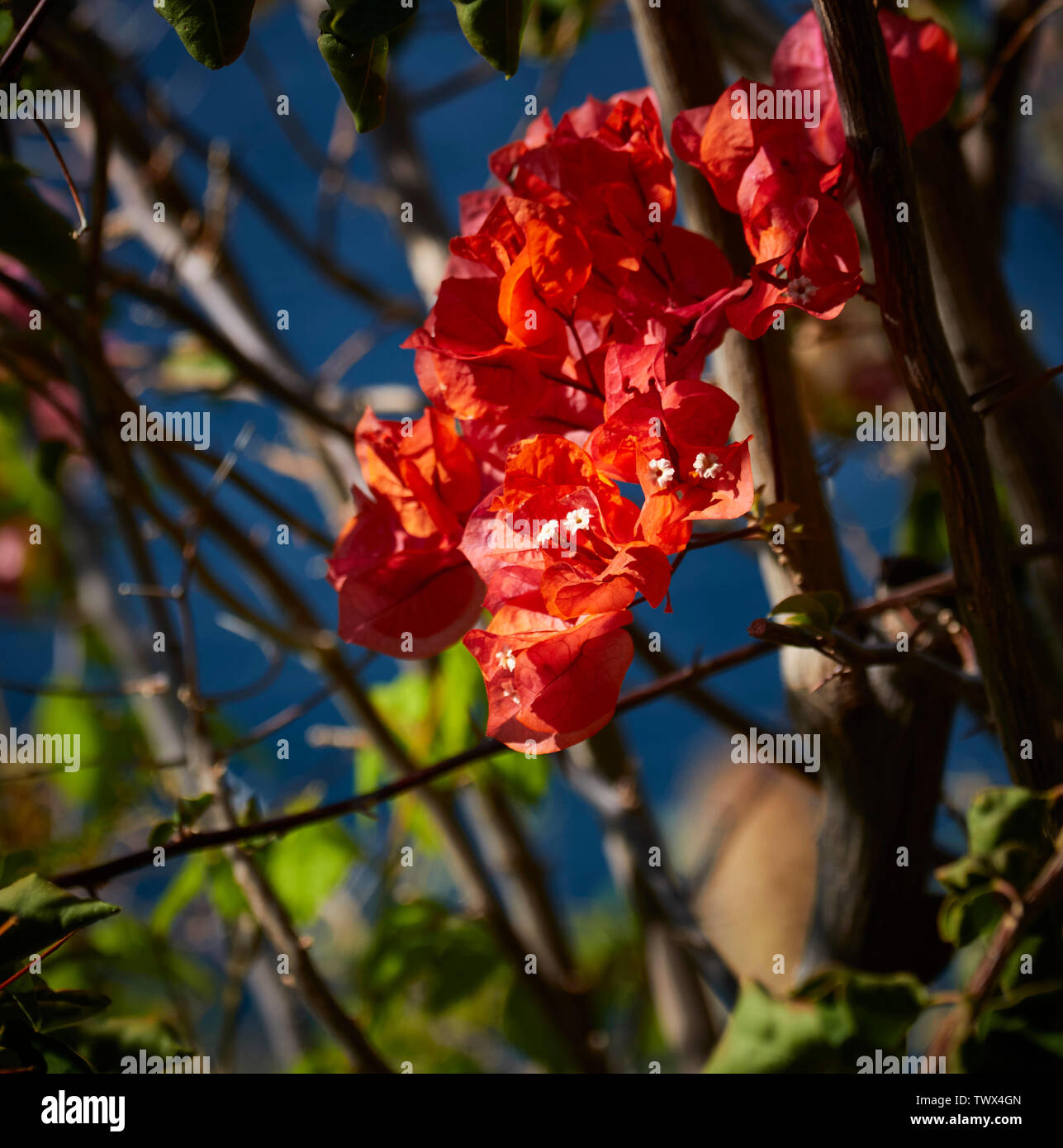 Bouganvillea (fiori di Bouganville) contro un polarizzato cielo blu a Funchal, Madeira, Portogallo UE Europa Foto Stock