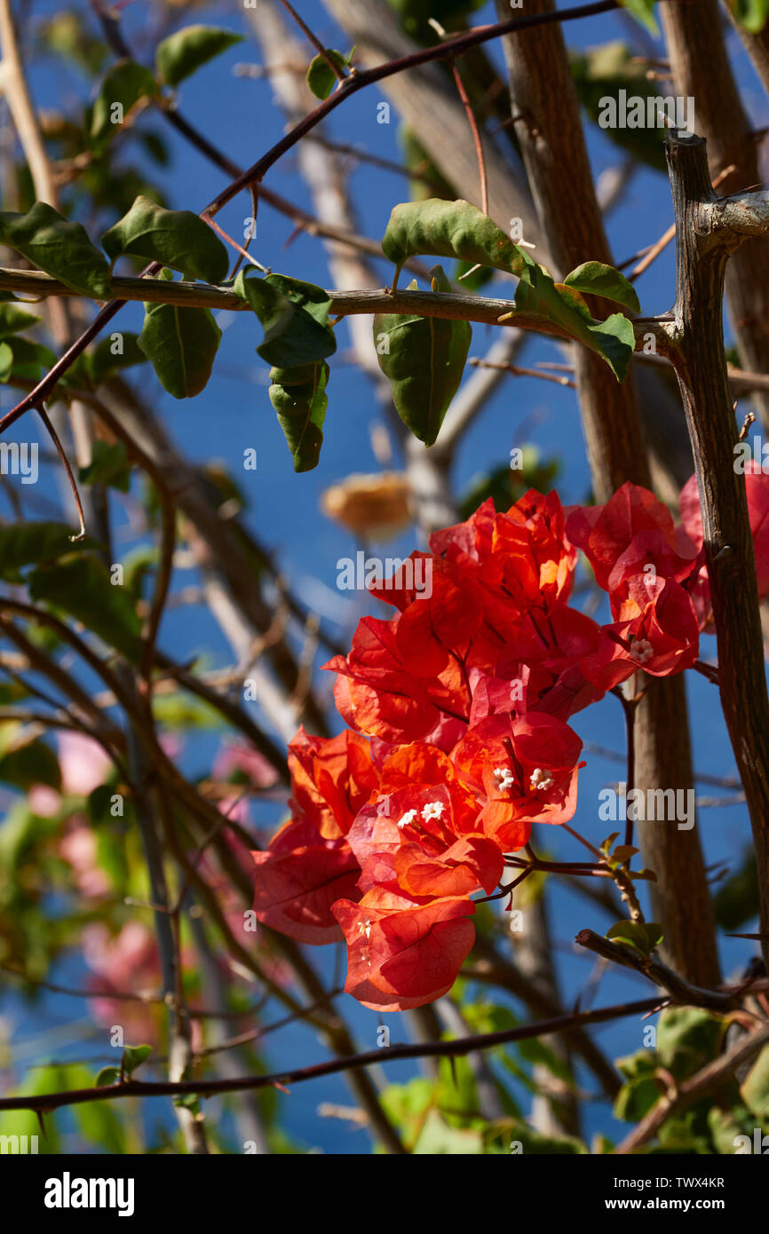 Bouganvillea (fiori di Bouganville) contro un polarizzato cielo blu a Funchal, Madeira, Portogallo UE Europa Foto Stock