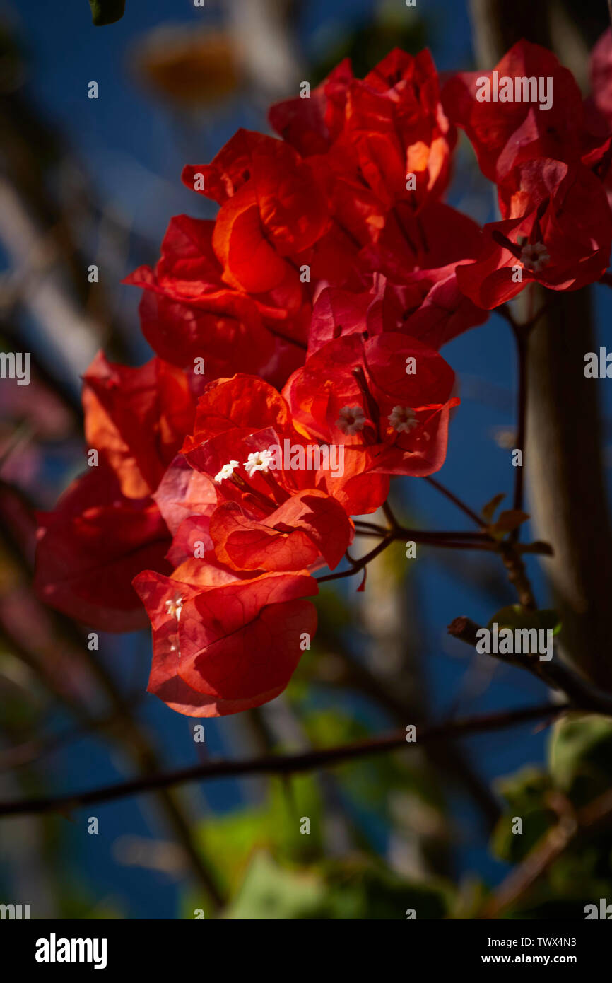 Bouganvillea (fiori di Bouganville) contro un polarizzato cielo blu a Funchal, Madeira, Portogallo UE Europa Foto Stock