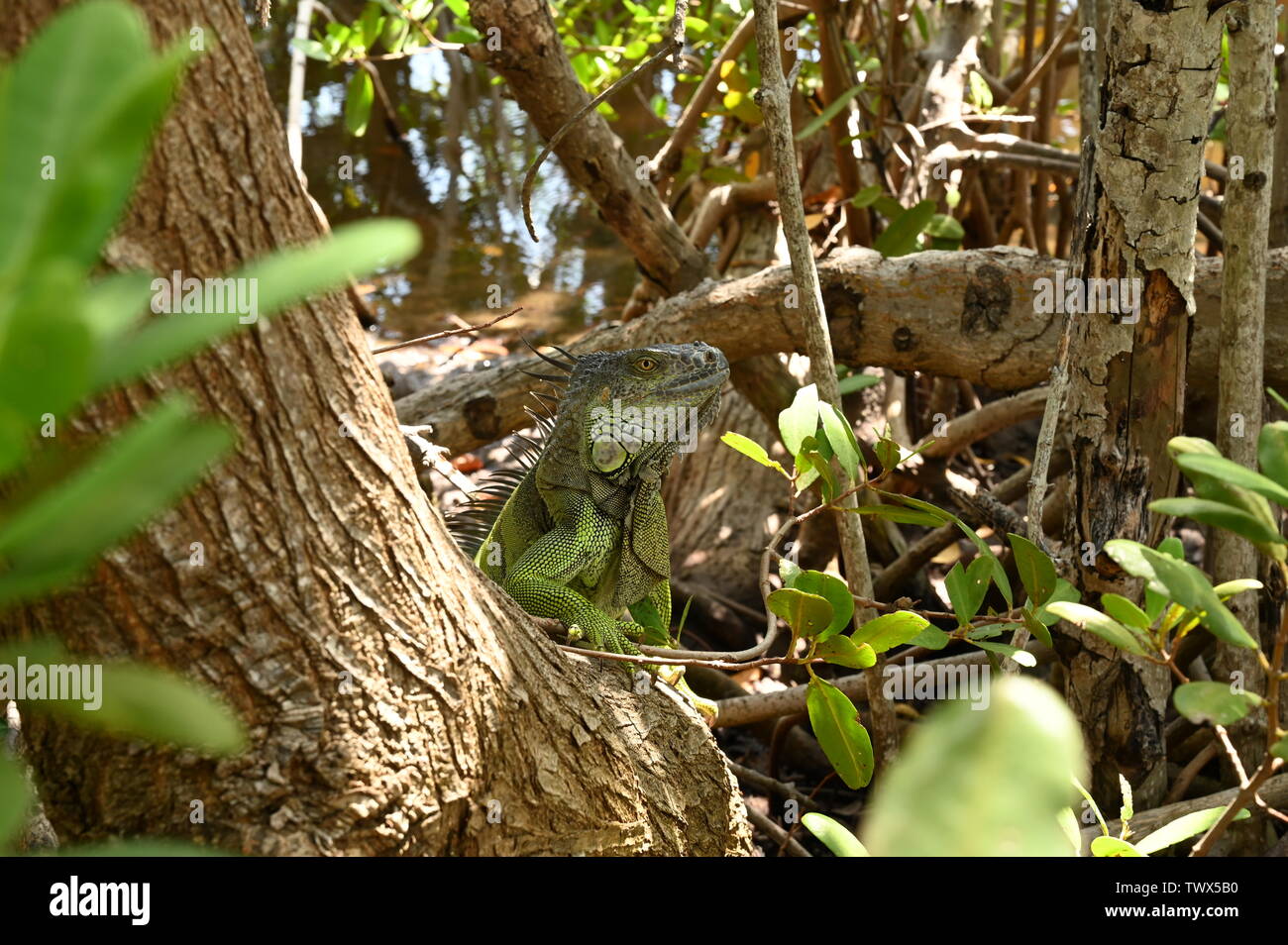 Iguana Foto Stock