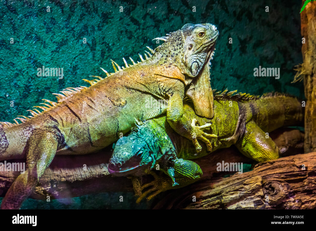 Primo piano di una iguana verde sulla parte superiore dell'altra, dominante Comportamento lucertola, popolare tropicale, animali esotici specie di lucertola dall America Foto Stock