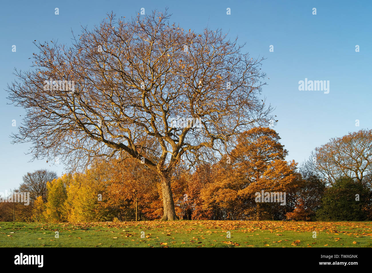 UK,South Yorkshire,Sheffield,Firth Parco in autunno Foto Stock