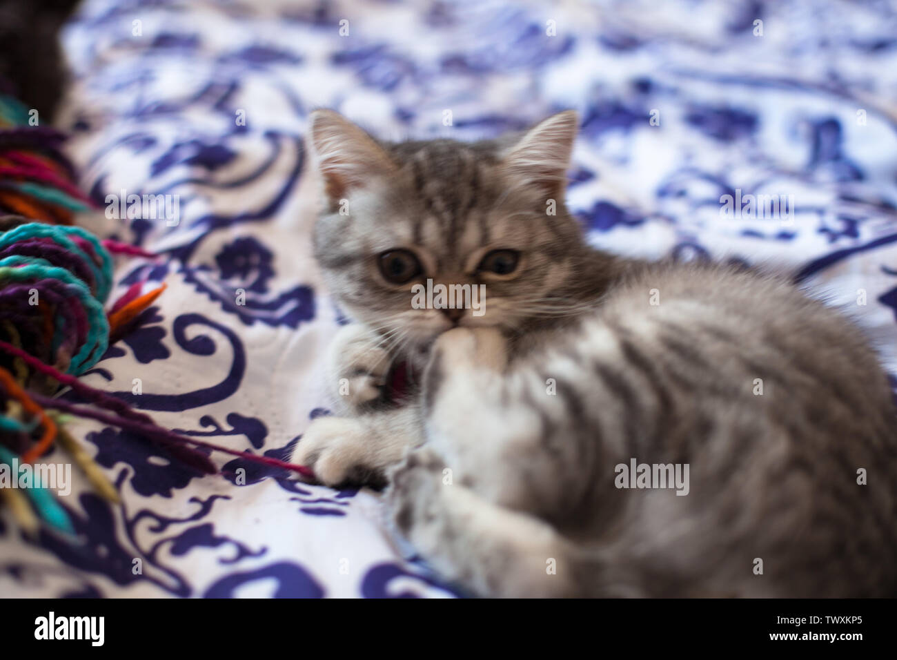 Scottish dritto. Little Grey scozzese gattino dritto a giocare. Foto Stock