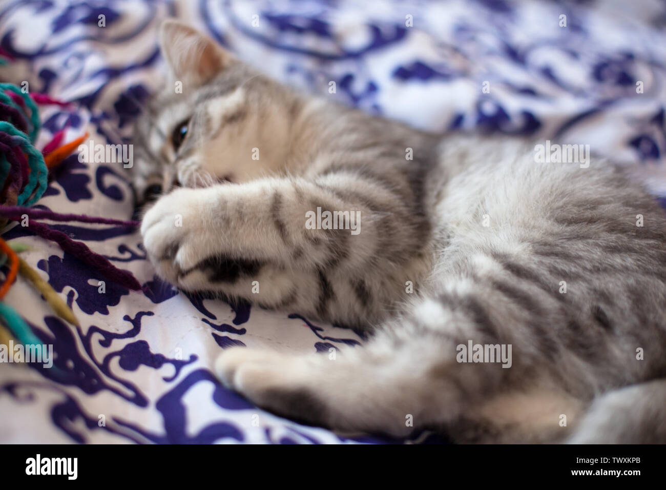Scottish dritto. Little Grey scozzese gattino dritto a giocare. Foto Stock