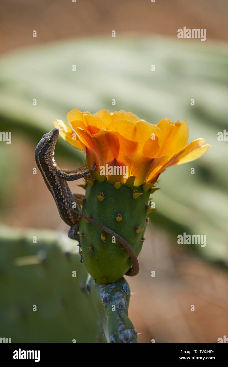 Parete di Madeira lizard in fiore di cactus, Funchal, Madeira, Portogallo, Unione Europea Foto Stock