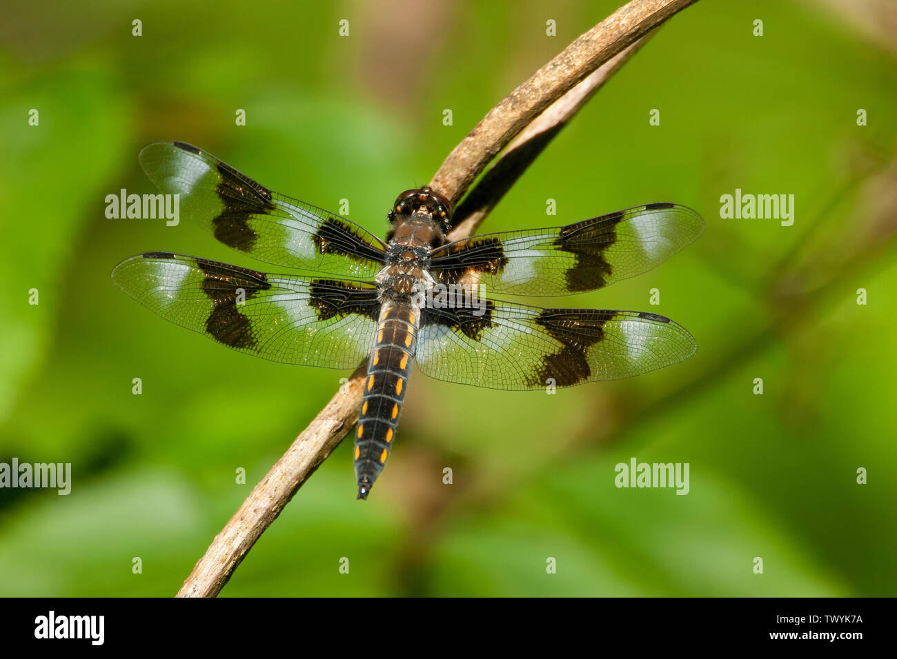 Issaquah, Washington, Stati Uniti d'America. Femmina a otto maculato (skimmer Libellula forensis) dragonfly in appoggio su un ramoscello nei pressi di un laghetto. Essi attendere su ramoscelli e rocce f Foto Stock