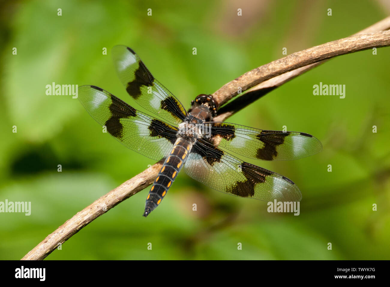 Issaquah, Washington, Stati Uniti d'America. Femmina a otto maculato (skimmer Libellula forensis) dragonfly in appoggio su un ramoscello nei pressi di un laghetto. Essi attendere su ramoscelli e rocce f Foto Stock