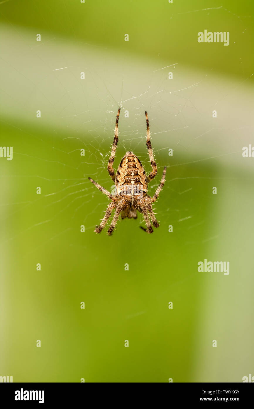Issaquah, Washington, Stati Uniti d'America. Croce spider (Araneus diadematus) sul suo web in un giardino. Foto Stock