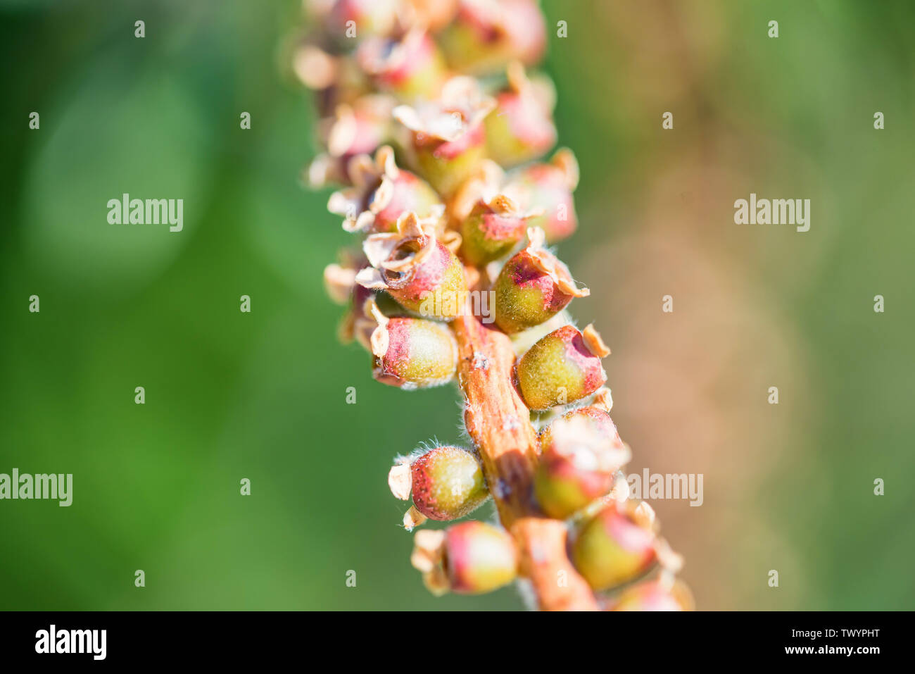 Scovolino alberi da frutto con semi close up Foto Stock