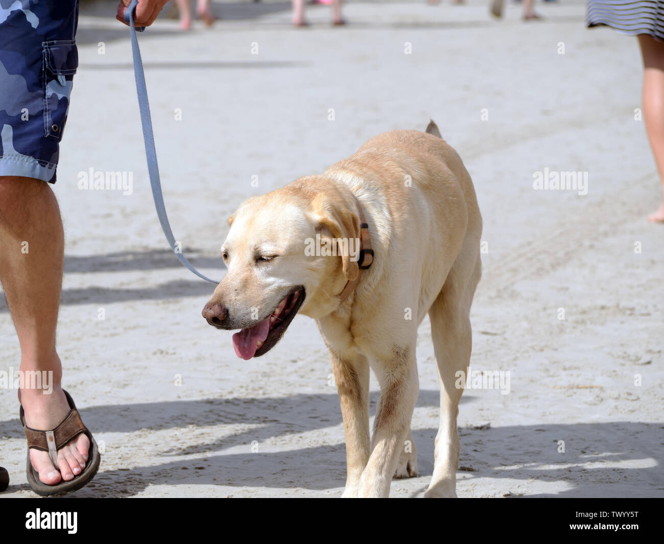 Giallo Labrador cane al guinzaglio presso il pet-friendly 2019 Texas Sandfest in Port Aransas, Texas, Stati Uniti d'America. Foto Stock