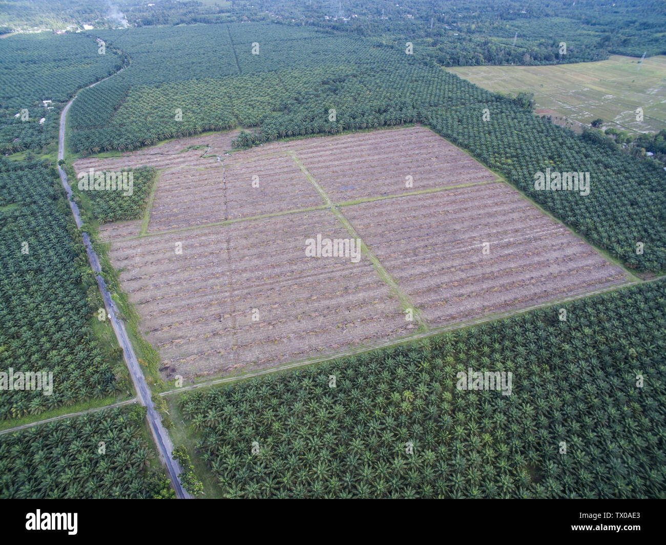 Replantation o ringiovanimento della palma da olio albero o piantagione in Sud Sulawesi, Indonesia. Foto Stock