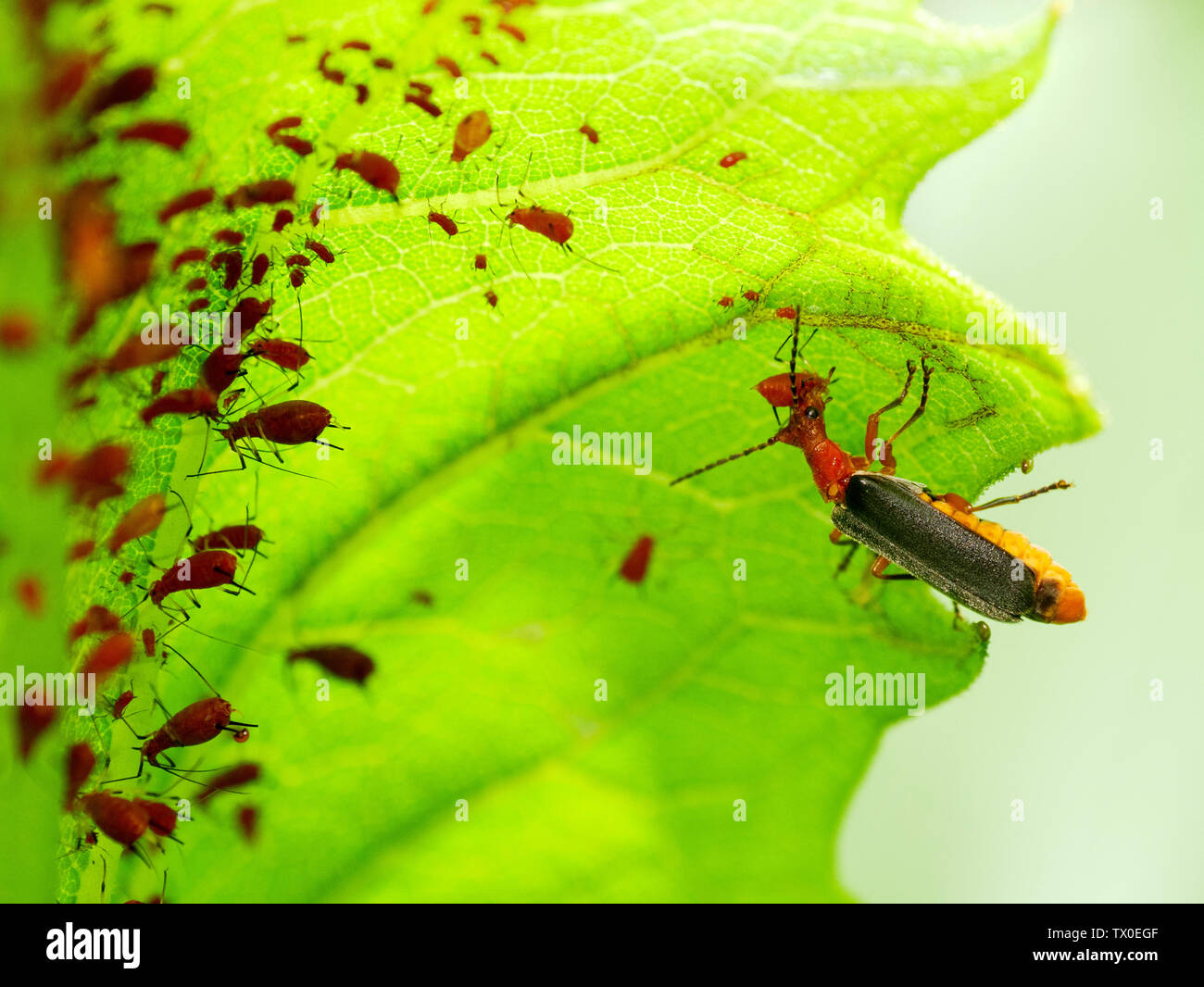 Leatherwing lanuginosa o soldato beetle (Pdabrus tomentosus), attaccando un afide. Foto Stock