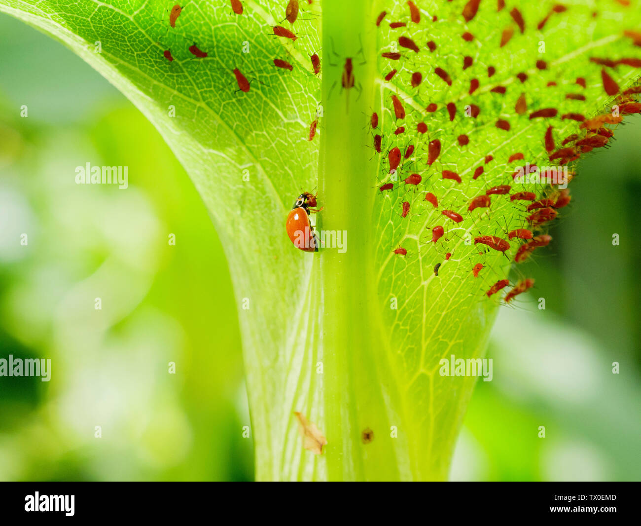 Signora lucidato scarabeo o immacolata ladybird beetle (Cycloneda munda) consuma un afide (Uroleucon spp) Foto Stock