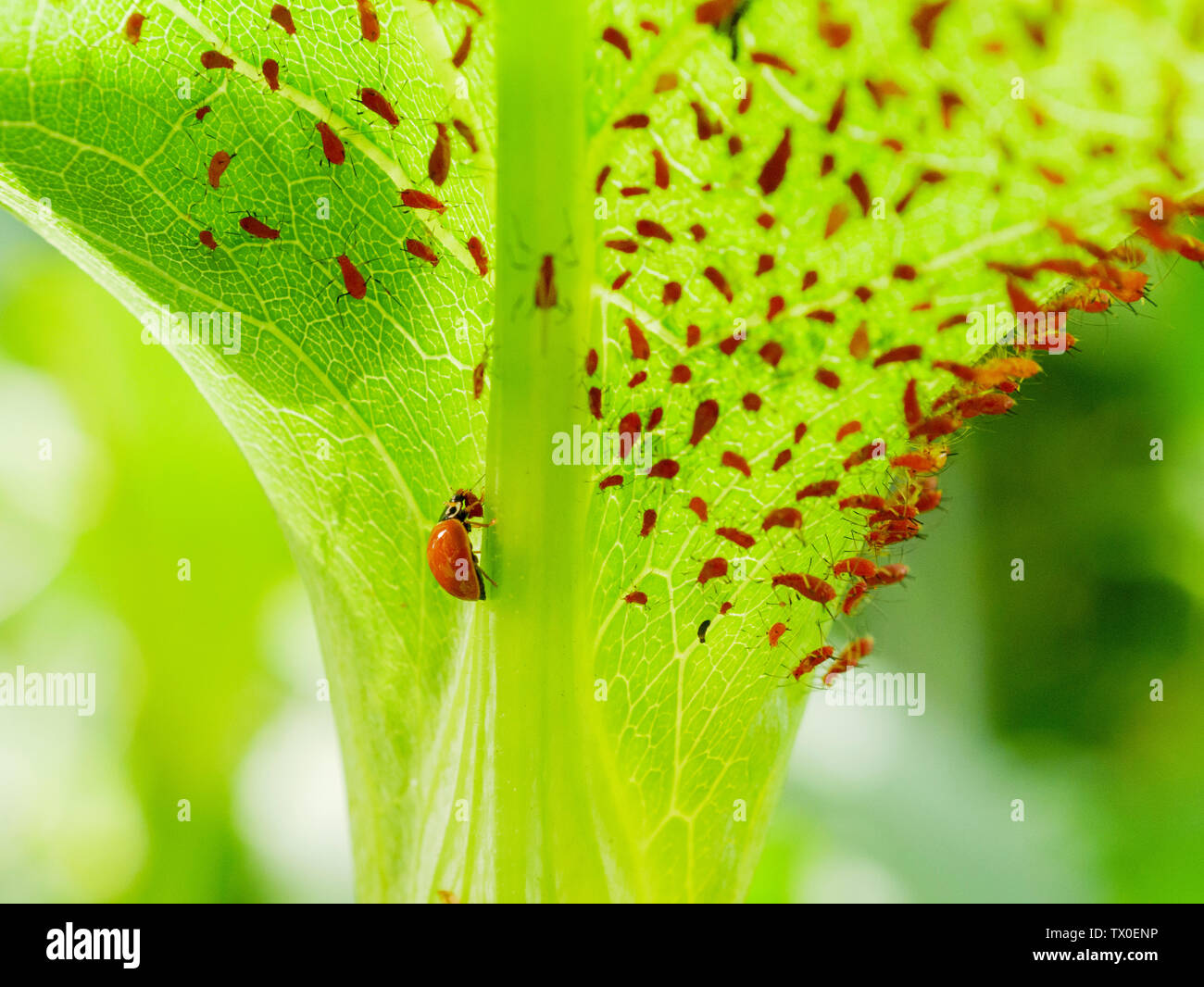 Signora lucidato scarabeo o immacolata ladybird beetle (Cycloneda munda) consuma un afide (Uroleucon spp) Foto Stock