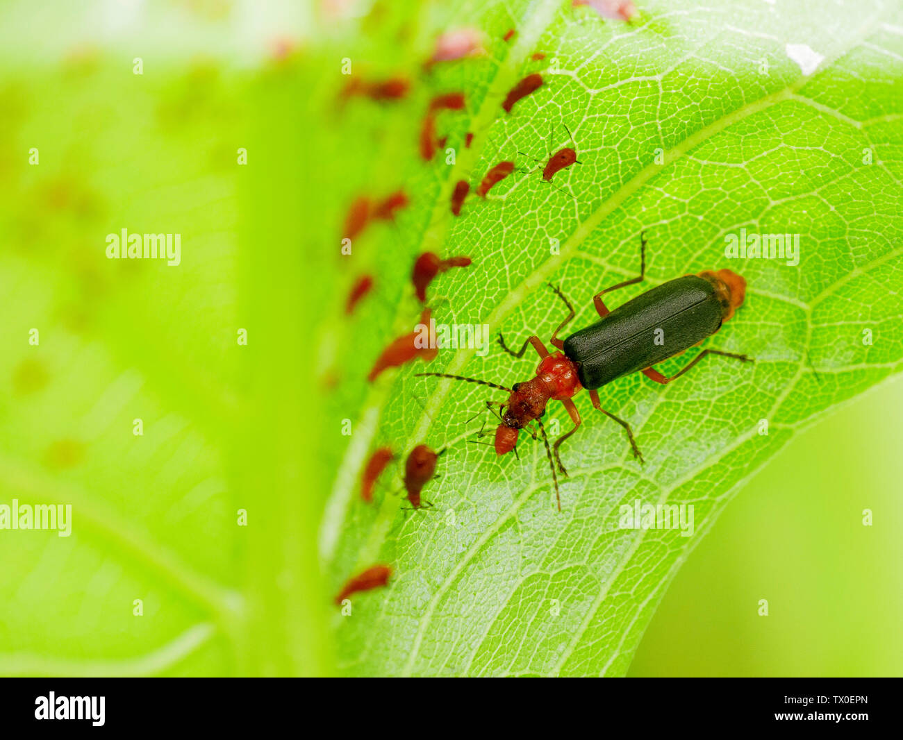 Leatherwing lanuginosa o soldato beetle (Podabrus tomentosus), attaccando un afide. Foto Stock