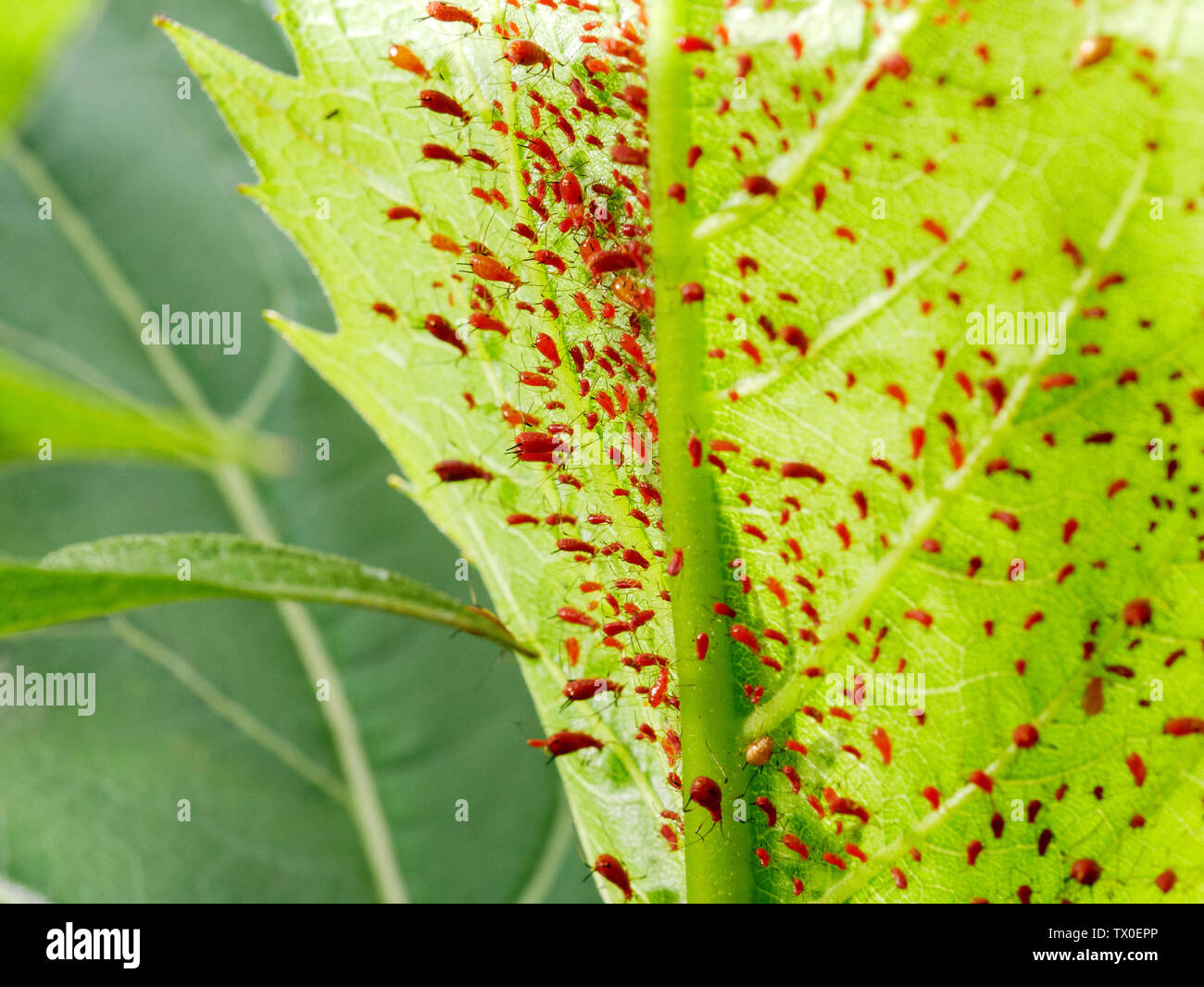 Afidi (Uroleucon spp) sulla tazza di impianto (Silphium perfoliatum) Foto Stock