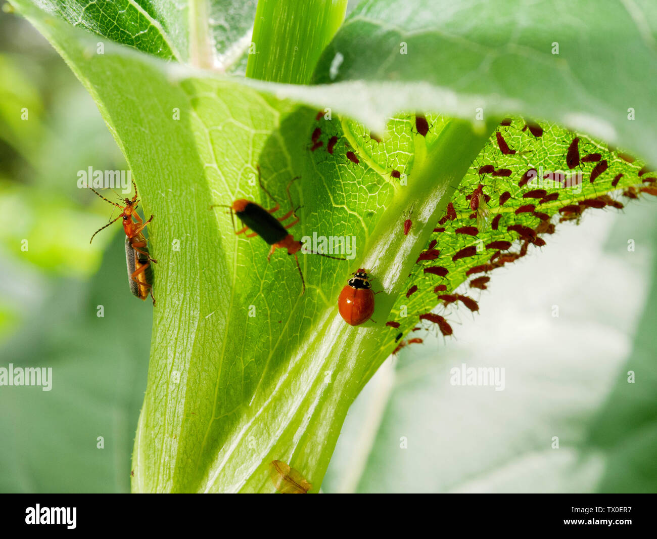 Leatherwing lanuginosa o soldato beetle (Pdabrus tomentosus) e lucidato lady beetle (Cycloneda munda) consumando afidi (Uroleucon spp). Foto Stock