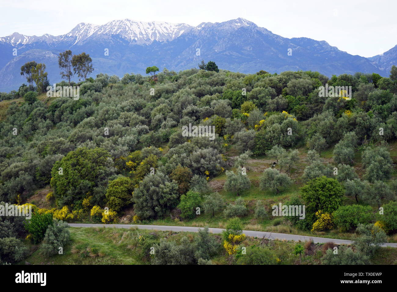 Road, oliveto e neve montagna vicino a Sparta, in Grecia Foto Stock