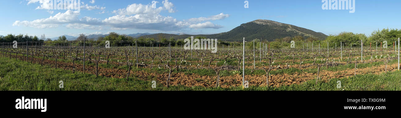 Panorama del vigneto in Grecia Foto Stock