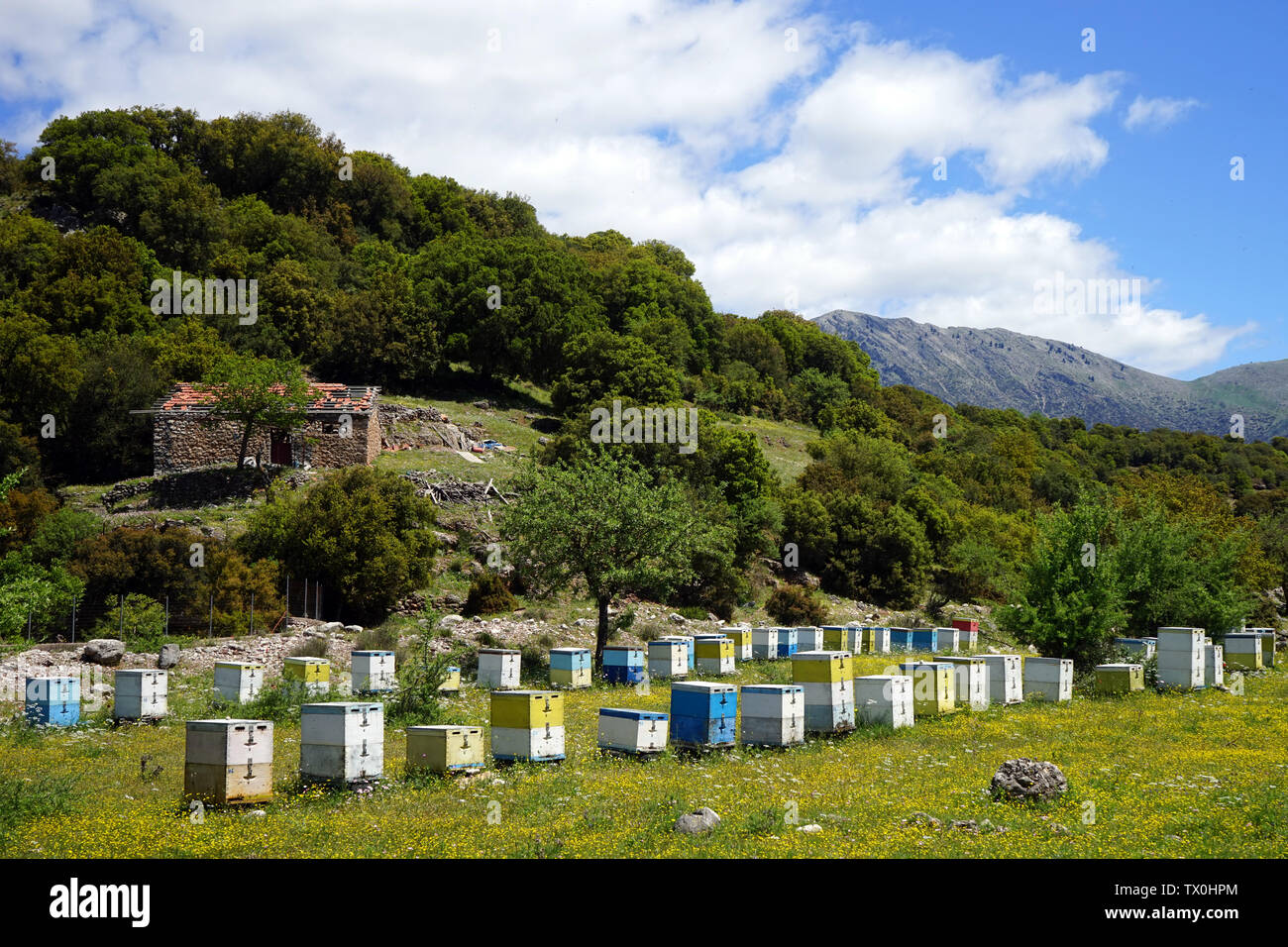 Apiario con alveari nei pressi di collina verde foresta e in Grecia Foto Stock