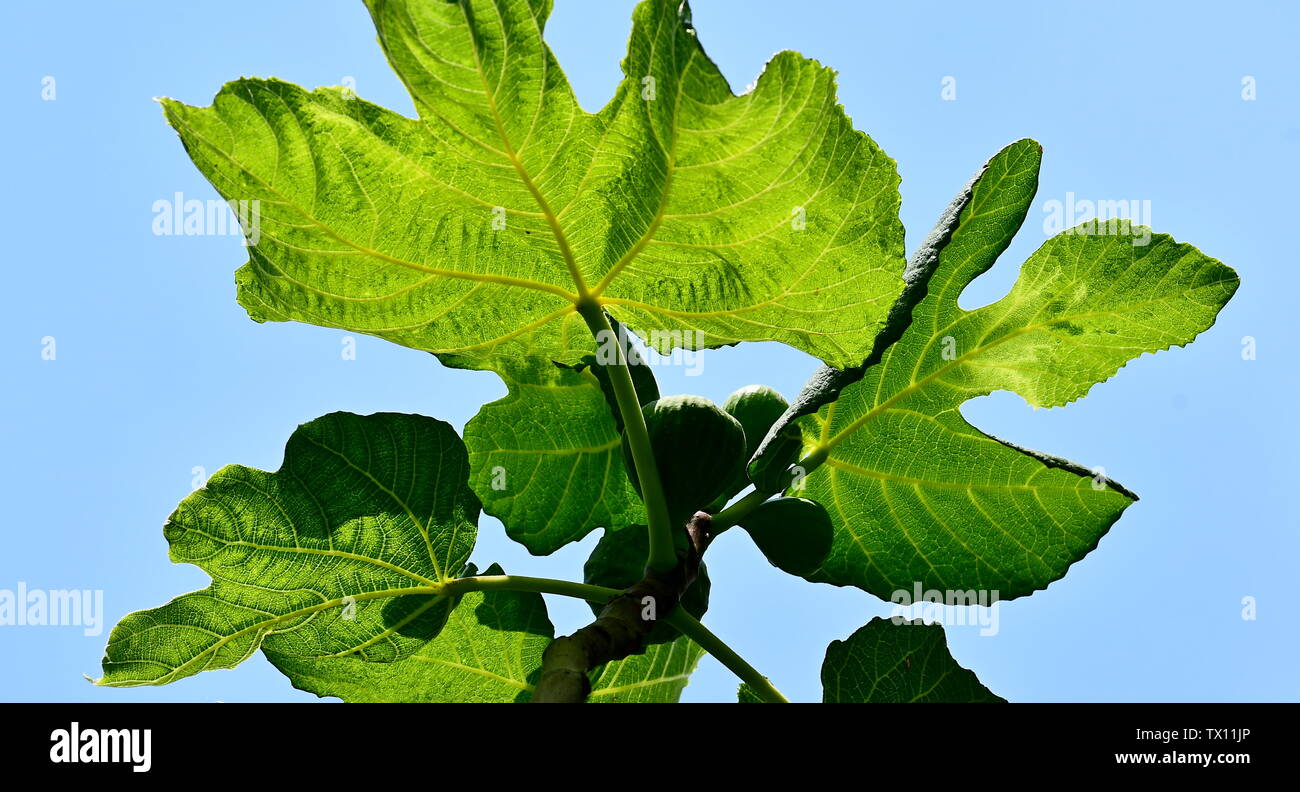 Green fig sul figtree Foto Stock