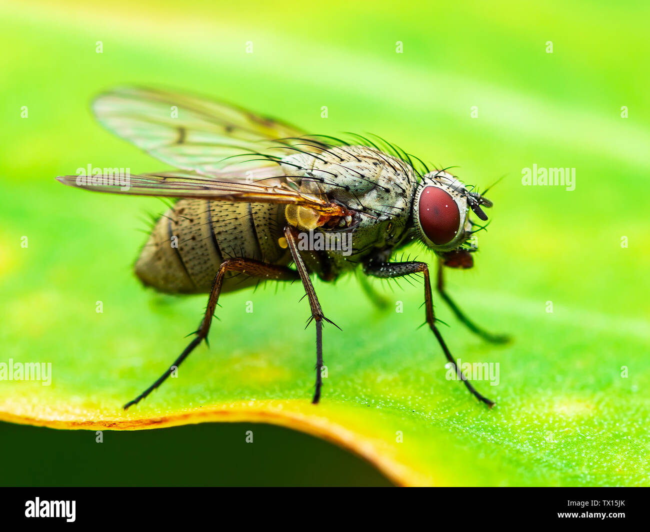 Esotica frutta Drosophila Fly insetti ditteri su foglie di piante Foto Stock
