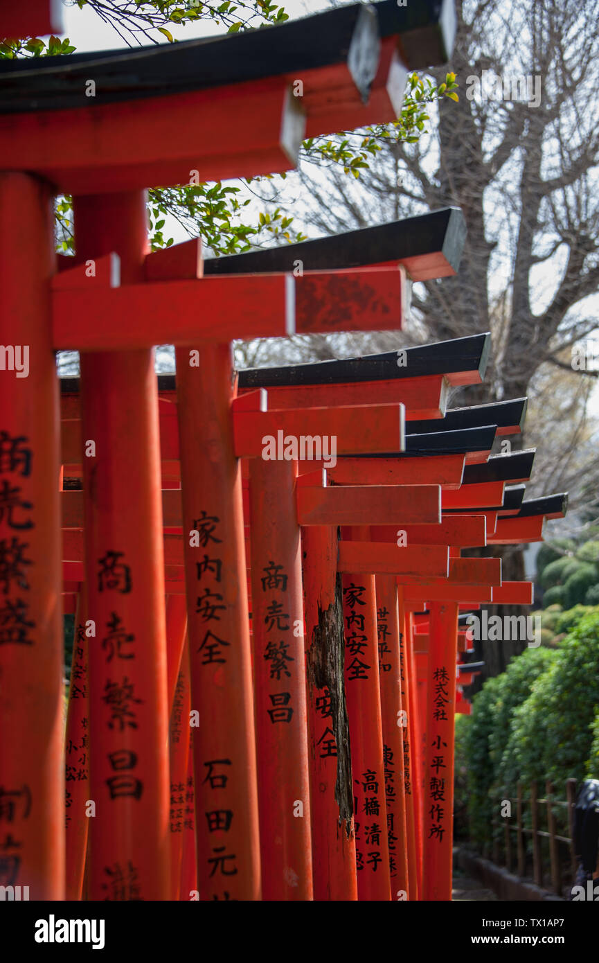 Red Torii Gates presso il Santuario Nezu formare corridoi per contrassegnare l'uscio, e transizione simbolico dal mondano mondo a una sacra Foto Stock