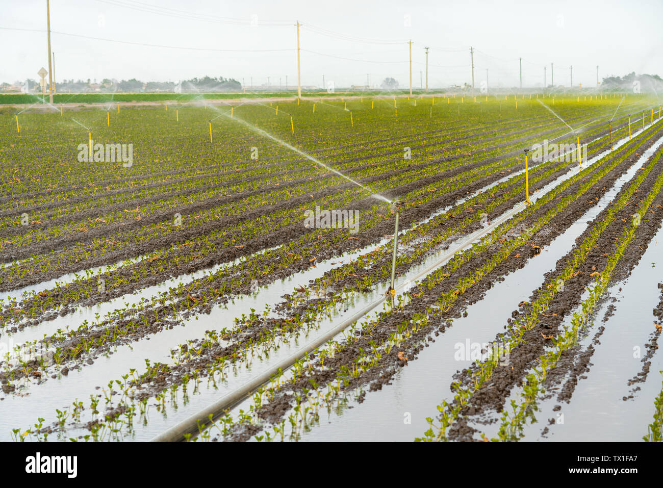 Irrigazione di spruzzatore, Campo agricolo abbeveraggio Foto stock - Alamy