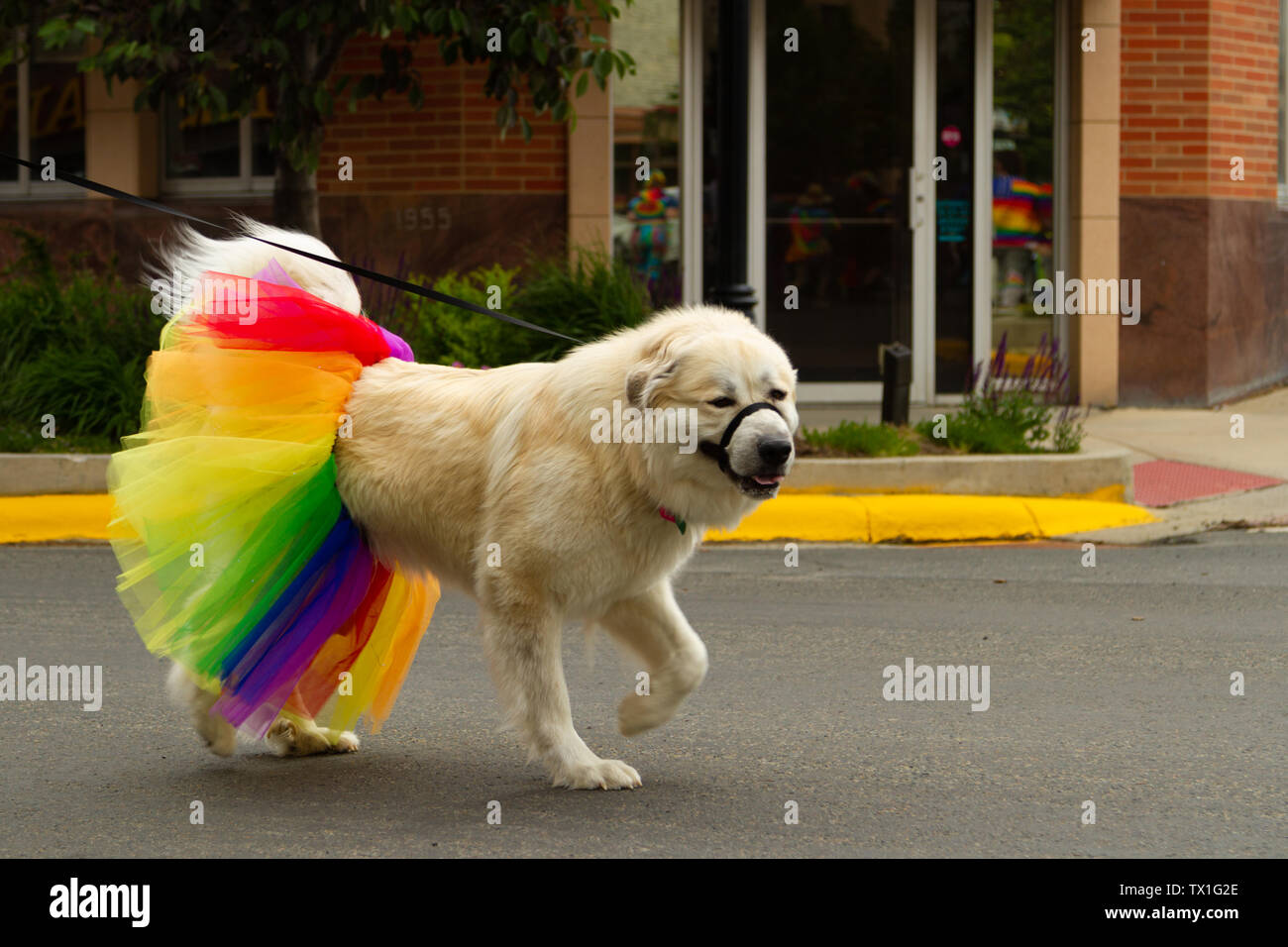 Cani con arcobaleno tutus colorati, 2019 Big Sky Pride Parade di Helena, Montana, USA. Foto Stock
