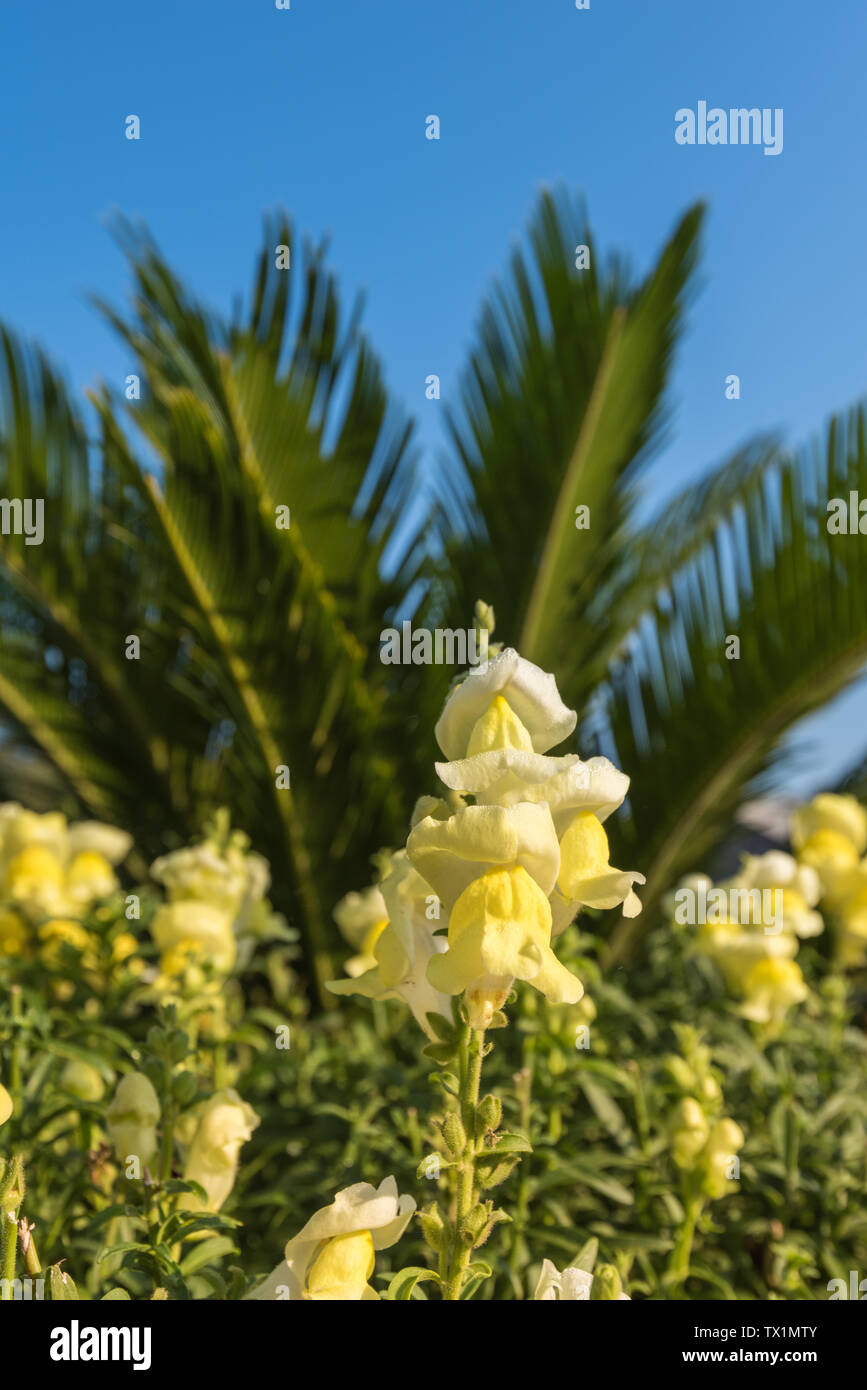 Autunno outdoor mattina goldfish fiore di erba closeup Foto Stock