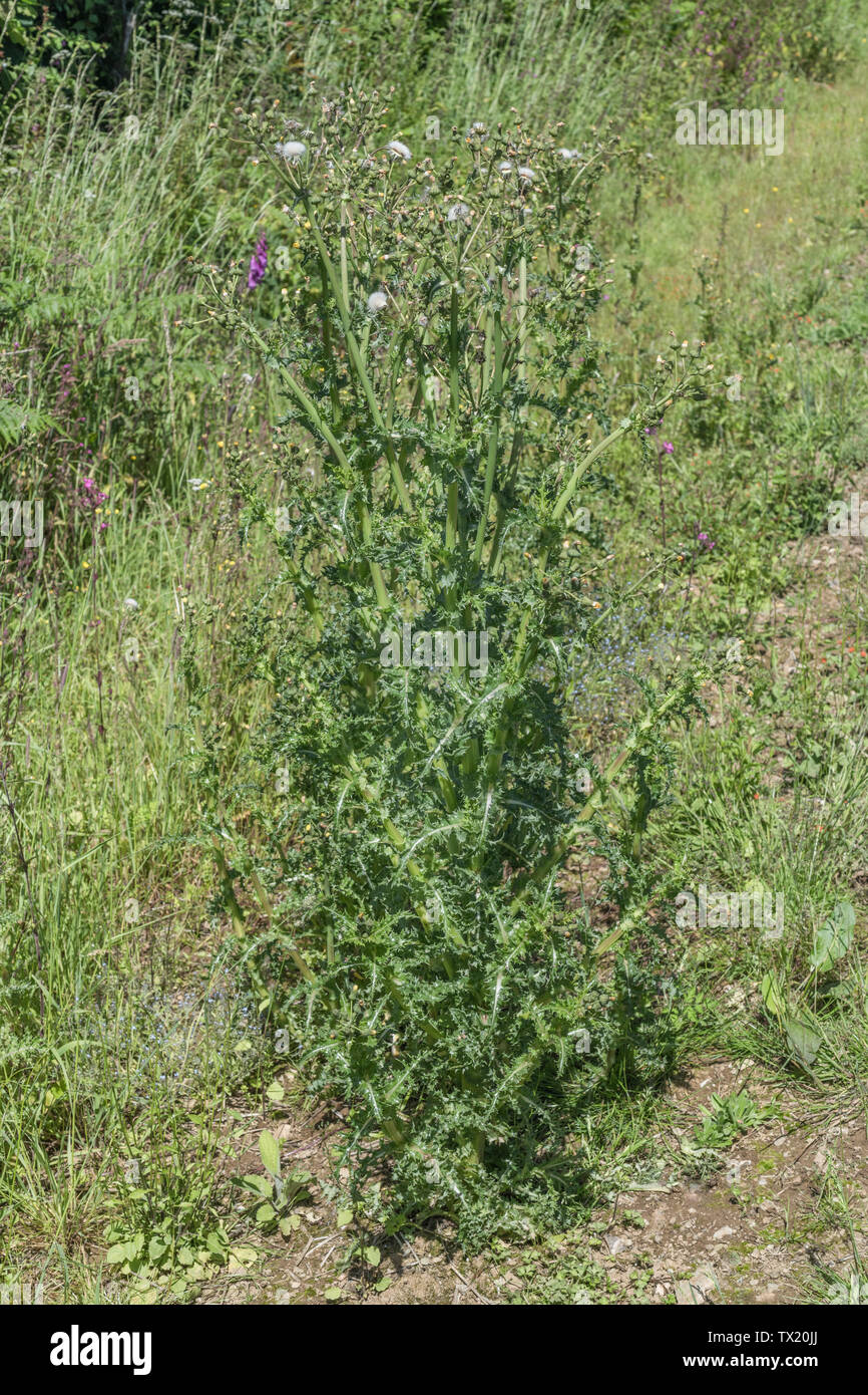 Fiori gialli, boccioli e fiori morti di fico d'India Sow-thistle / Sonchus asper crescendo in procinto di un campo arabile. Foto Stock